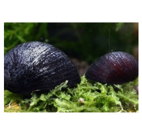 Ốc_Neritina pulligera_Black helmet snail