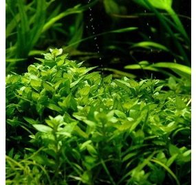 Staurogyne repens_1