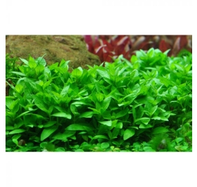 Staurogyne repens_3