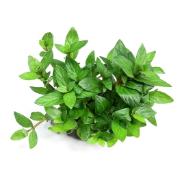 Staurogyne repens