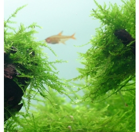 Taxiphyllum barbieri-Java moss_1