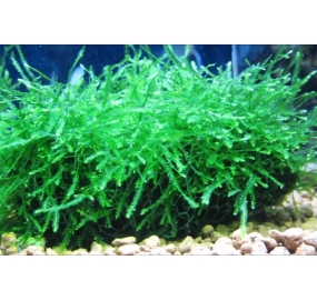 Taxiphyllum barbieri-Java moss