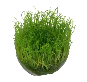 Taxiphyllum barbieri Java moss_1
