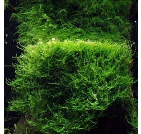 Taxiphyllum barbieri java moss_5