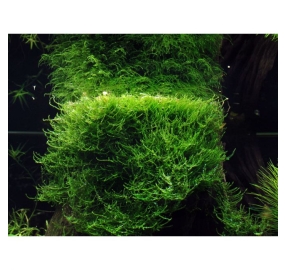 Taxiphyllum barbieri Java moss_2