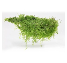 Taxiphyllum barbieri_1
