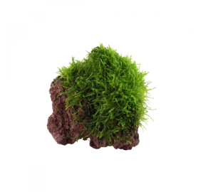 Taxiphyllum barbieri_3