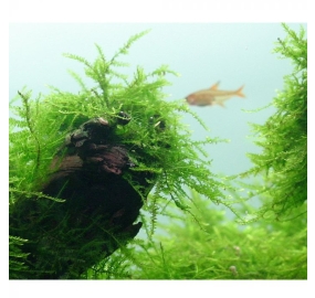 Taxiphyllum barbieri_4