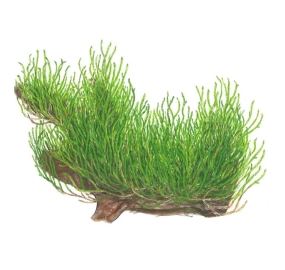 Taxiphyllum sp. Flame moss_2