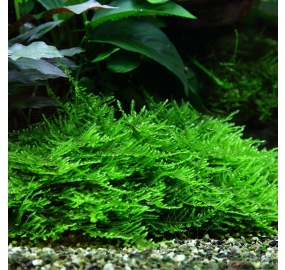 Taxiphyllum sp. Spiky (1)