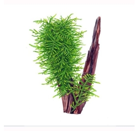 Taxiphyllum sp. Spiky_1