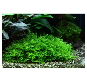 Taxiphyllum sp. Spiky_5