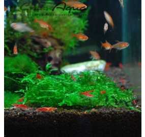 Taxiphyllum sp. Spiky_5
