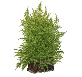 Taxiphyllum Taiwan moss_1