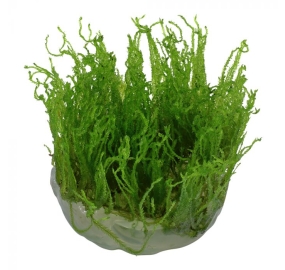 Taxiphyllum Taiwan moss_2
