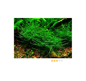 Taxiphyllum Taiwan moss