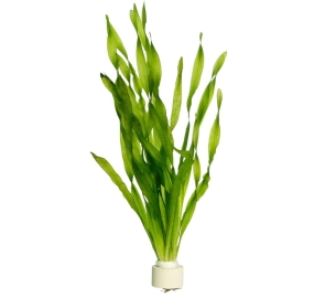 Vallisneria americana var. asiatica