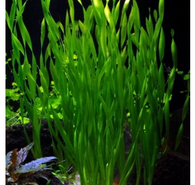 Vallisneria americana var. asiatica_1