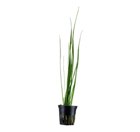 Vallisneria nana_2