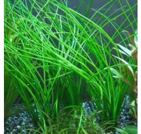 Vallisneria nana_1