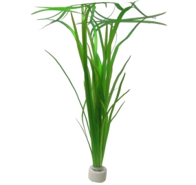 Vallisneria sp. Natans_1