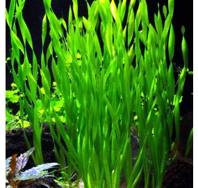 Vallisneria sp. Natans_2