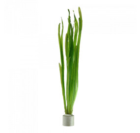 Vallisneria sp. Natans_1