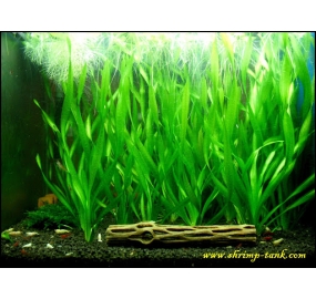Vallisneria spiralis Tiger
