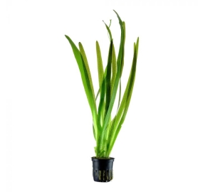 Vallisneria spiralis Tiger_2
