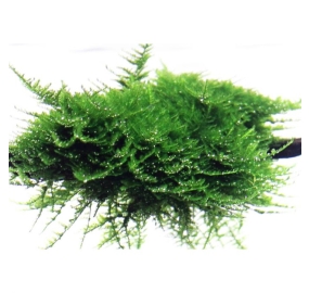 Vesicularia dubyana Christmas moss TC_1