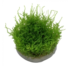 Vesicularia Dubyana Christmas moss_2