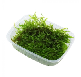 Vesicularia Dubyana Christmas moss_4
