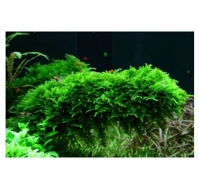 Vesicularia Dubyana Christmas moss_5