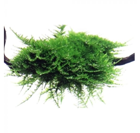 Vesicularia dubyana Christmas on mangrove wood_2