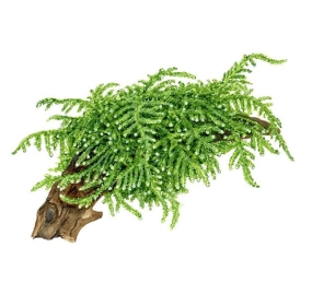 Vesicularia ferriei Weeping moss_1