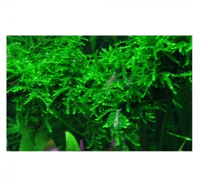 Vesicularia ferriei Weeping moss_2