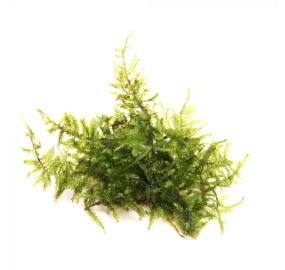 Vesicularia montagnei_1
