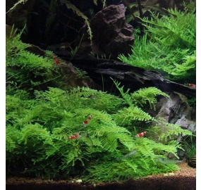 Vesicularia montagnei_2