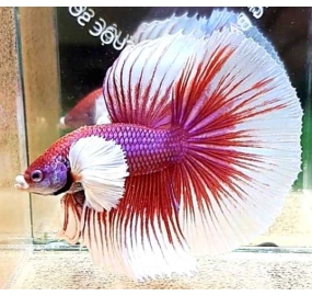 Betta 030