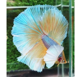 Betta 029