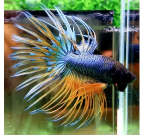 Betta 027