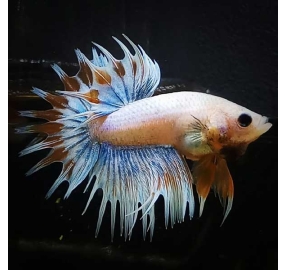 Betta 026