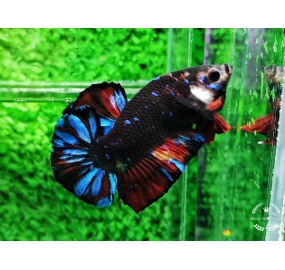 Betta 025