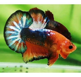 Betta 024