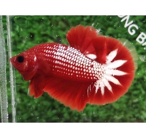 Betta 023