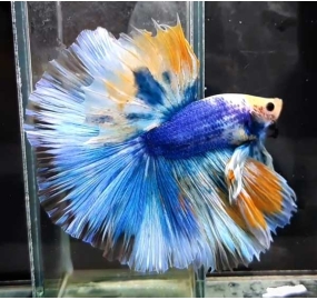 Betta 022