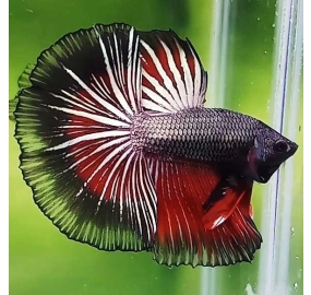 Betta 021