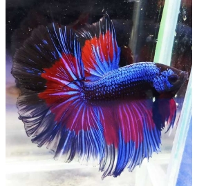Betta 020