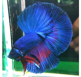 Betta 018