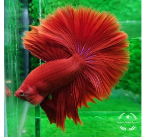 Betta 017